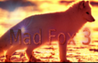 mad_fox_3