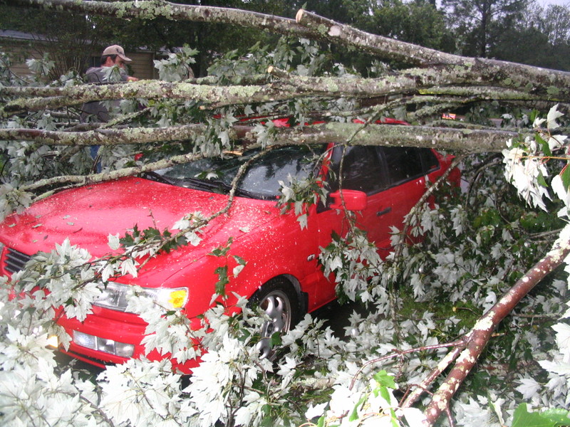 http://www.forumpassat.fr/uploads/20_b4_tree_04.jpg